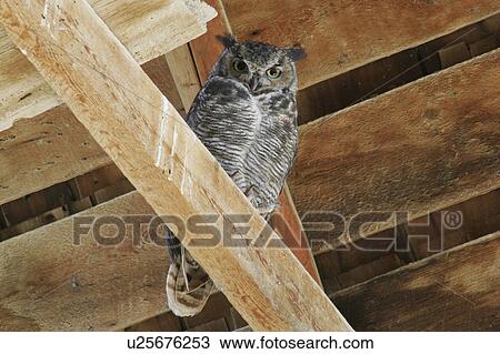 summer great horned owl perched in barn rafters View Large Photo Image Stock Image - summer great horned owl perched in barn rafters. Fotosearch
