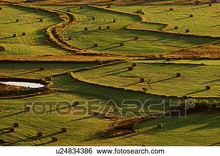 summer pattern late hay baled waiting picked up View Large Photo Image Stock Photograph - summer pattern late hay baled waiting picked up. Fotosearch