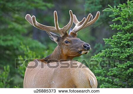 summer portrait bull elk early antlers not fully View Large Photo Image Stock Image - summer portrait bull elk early antlers not fully. Fotosearch