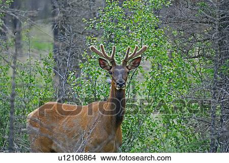 Picture -  summer portrait bull elk standing in woods early. Fotosearch