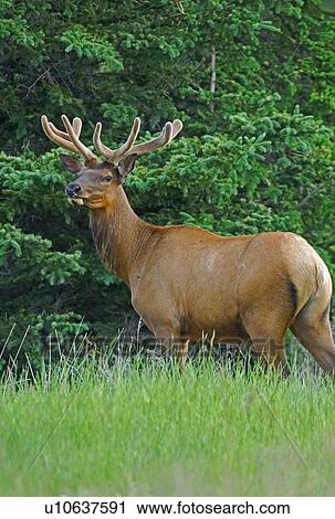 summer portrait bull elk standing in green grass View Large Photo Image Stock Image - summer portrait bull elk standing in green grass. Fotosearch