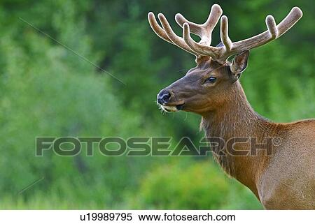 Stock Photography -  summer side portrait bull elk early antlers . Fotosearch