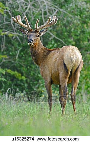 Picture -  summer standing full body portrait bull elk . Fotosearch