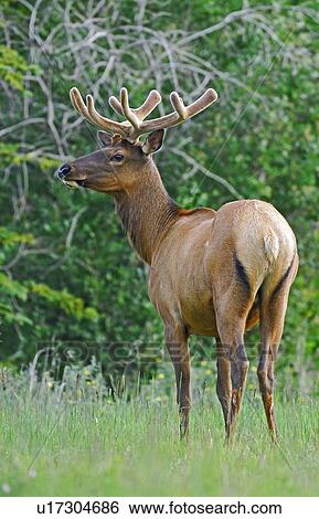 summer standing full body portrait bull elk View Large Photo Image Stock Photograph - summer standing full body portrait bull elk . Fotosearch