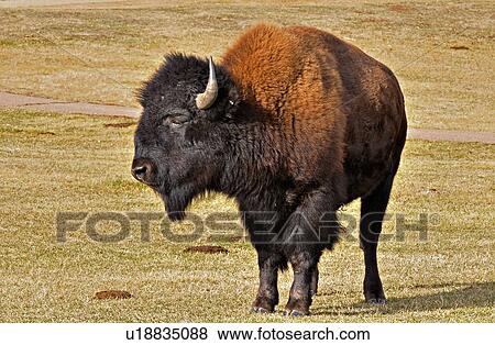 Stock Photo -  sun horozontal portrait male adult bison in side. Fotosearch