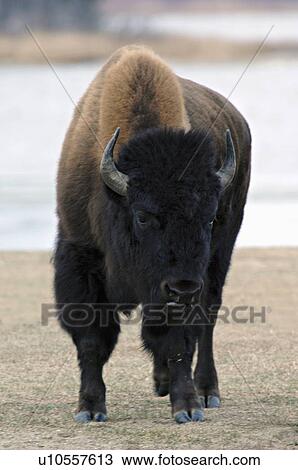 sun vertical portrait male adult bison standing View Large Photo Image Stock Image - sun vertical portrait male adult bison standing. Fotosearch