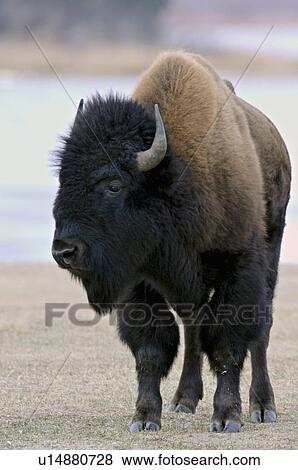 Stock Photo -  sun vertical portrait male adult bison standing. Fotosearch