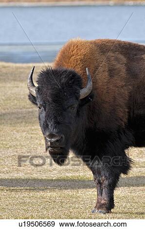 Stock Photo -  sun vertical portrait male adult bison standing. Fotosearch