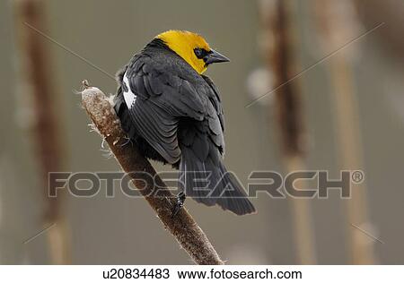 Stock Image -  this wildlife image adult male blackbird perched. Fotosearch