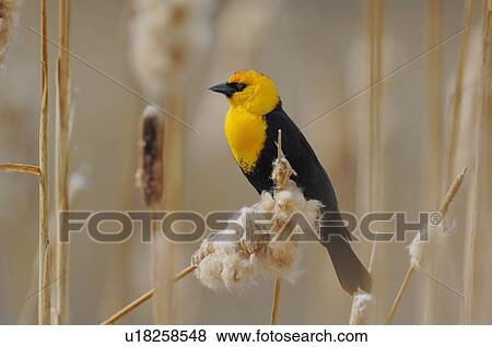 Stock Photo -  this wildlife image adult male blackbird perched. Fotosearch