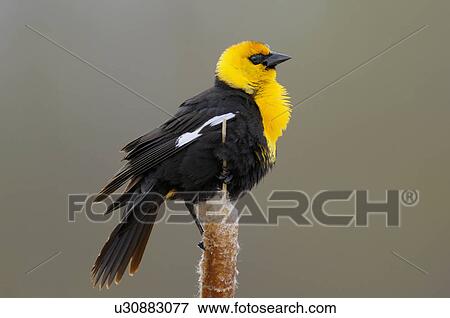 Stock Photo -  this wildlife image adult male blackbird perched. Fotosearch