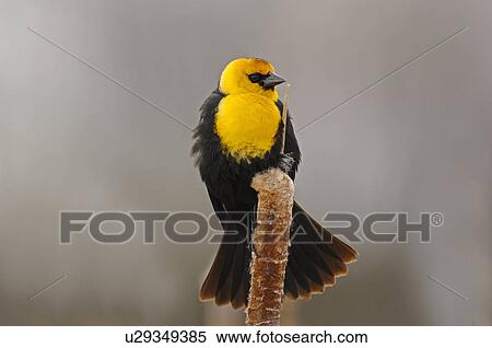 this wildlife image adult male blackbird perched View Large Photo Image Stock Photography - this wildlife image adult male blackbird perched. Fotosearch