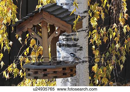 Stock Photography -  tree chickadee bird sitting wooden feeder yellow. Fotosearch