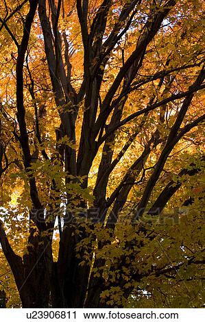 tree fall foliage in grand isle vt lake islands View Large Photo Image Stock Image - tree fall foliage in grand isle vt lake islands. Fotosearch