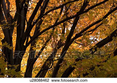 tree fall foliage in grand isle vt lake islands View Large Photo Image Stock Image - tree fall foliage in grand isle vt lake islands. Fotosearch