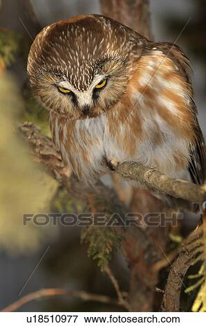 tree front view image northern sawwhet owl View Large Photo Image Stock Photo - tree front view image northern sawwhet owl . Fotosearch
