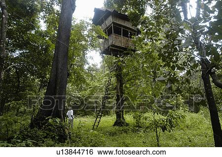tree house nature top thattekad bird sanctuary View Large Photo Image Stock Photograph - tree house nature top thattekad bird sanctuary. Fotosearch