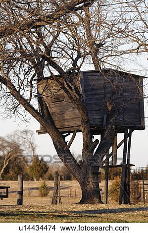 Tree House Old Shed Texas Picture U14434474 Fotosearch