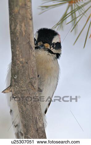 Stock Image -  tree image downy woodpecker bird making curious. Fotosearch