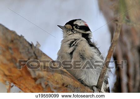 tree looking up image small downy woodpecker View Large Photo Image Stock Photo - tree looking up image small downy woodpecker . Fotosearch