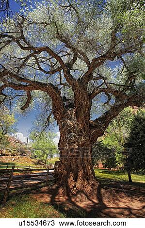 tree may 2007 capitol reef national park utah View Large Photo Image Stock Image - tree may 2007 capitol reef national park utah. Fotosearch