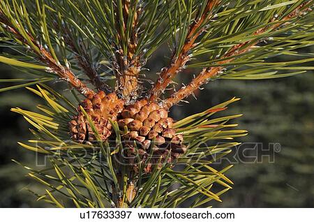 Stock Photo -  tree nature close up horozontal image pine cones. Fotosearch