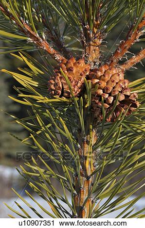 Stock Image -  tree nature close up vertical image pine cones. Fotosearch