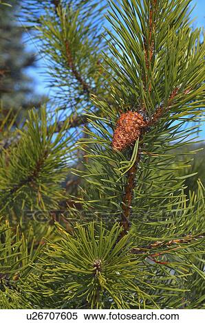tree nature close up vertical image pine cones View Large Photo Image Stock Photography - tree nature close up vertical image pine cones. Fotosearch