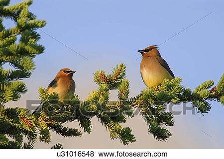 Stock Photo -  tree nature pair cedar waxwing birds perched . Fotosearch