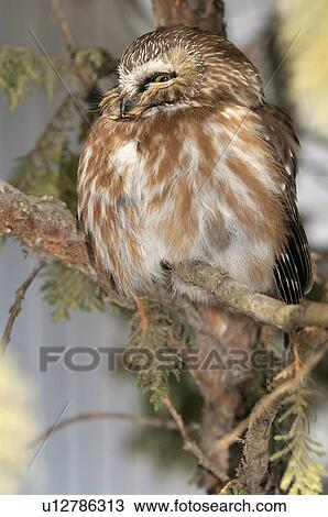 tree nature side view image northern sawwhet owl View Large Photo Image Stock Image - tree nature side view image northern sawwhet owl. Fotosearch