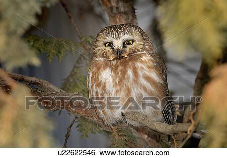 Stock Photograph -  tree nature small northern sawwhet owl sitting. Fotosearch