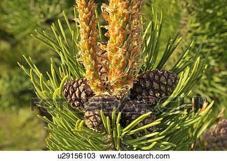 tree nature this close up horozontal image new View Large Photo Image Stock Image - tree nature this close up horozontal image new. Fotosearch