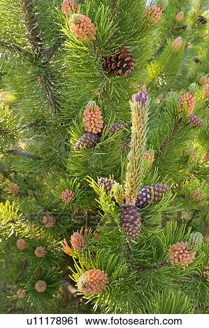 Stock Image -  tree nature this close up vertical image new ane. Fotosearch