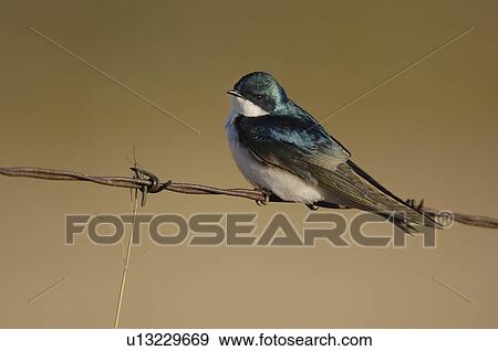 tree nature this horozontal image swallow strand View Large Photo Image Stock Photo - tree nature this horozontal image swallow strand. Fotosearch