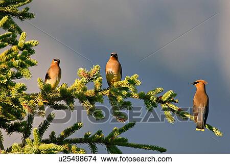 tree nature three cedar waxwing birds perched View Large Photo Image Picture - tree nature three cedar waxwing birds perched . Fotosearch