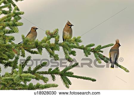Stock Image -  tree nature three cedar waxwing birds perched . Fotosearch