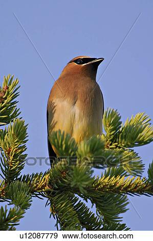 tree nature vertical portrait image cedar wax View Large Photo Image Stock Photo - tree nature vertical portrait image cedar wax . Fotosearch