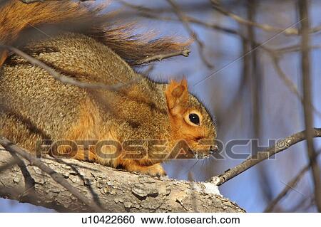 tree nature winter beauty squirrel in red fur View Large Photo Image Stock Image - tree nature winter beauty squirrel in red fur. Fotosearch