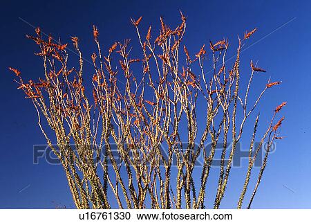 Stock Image -  tree ocotillo fouquieria splendens leafless year. Fotosearch