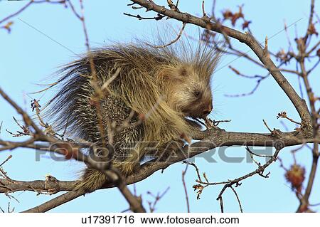 tree porcupine in canada animals painet View Large Photo Image Stock Photograph - tree porcupine in canada animals painet. Fotosearch