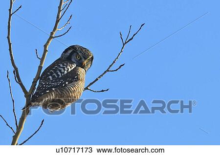 tree portrait image wild northern hawk owl View Large Photo Image Stock Image - tree portrait image wild northern hawk owl . Fotosearch