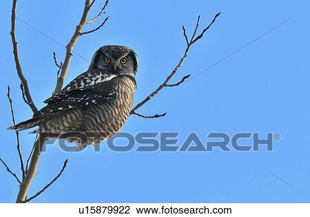 Stock Image -  tree portrait image wild northern hawk owl top. Fotosearch