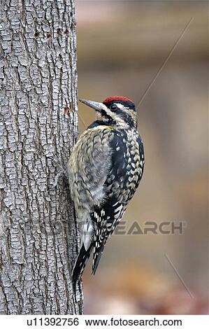 Stock Photograph -  tree richardson texas varius making wholes pear. Fotosearch