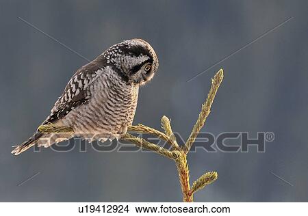 tree side view wild northern hawk owl looking View Large Photo Image Picture - tree side view wild northern hawk owl looking. Fotosearch