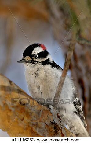 Stock Image -  tree side view wildlife image downy woodpecker. Fotosearch