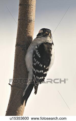 tree side view wildlife image downy woodpecker View Large Photo Image Stock Image - tree side view wildlife image downy woodpecker. Fotosearch