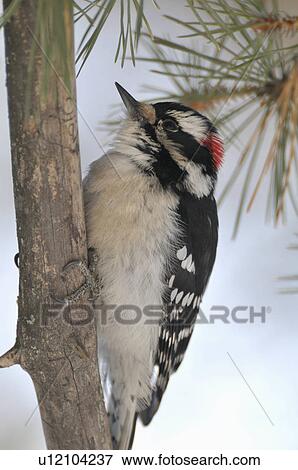 Stock Photo -  tree side view wildlife image downy woodpecker. Fotosearch