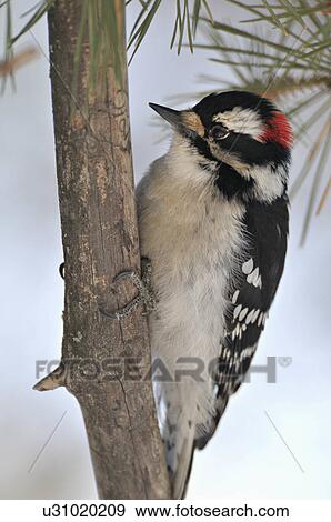 Stock Photo -  tree side view wildlife image downy woodpecker. Fotosearch