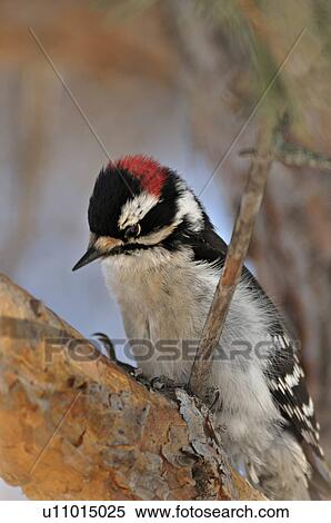 tree side view wildlife image downy woodpecker View Large Photo Image Stock Photography - tree side view wildlife image downy woodpecker. Fotosearch