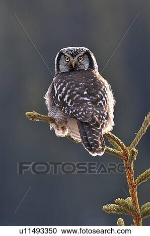 tree wild northern hawk owl looking over back View Large Photo Image Stock Image - tree wild northern hawk owl looking over back. Fotosearch